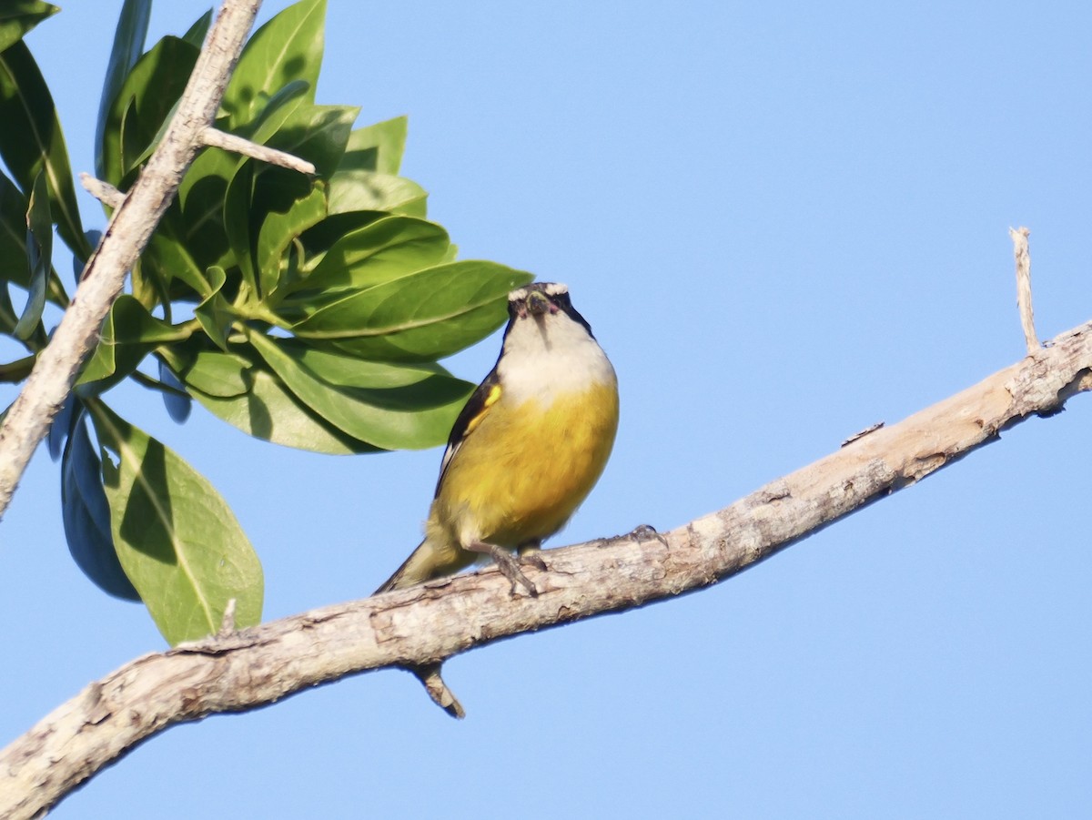 Bananaquit (Cozumel I.) - ML635010167