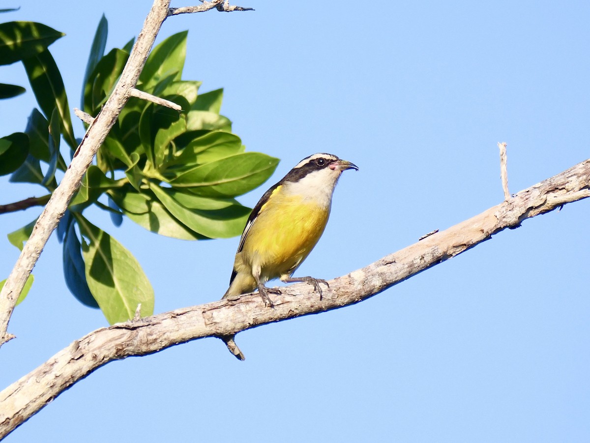 Bananaquit (Cozumel I.) - ML635010168