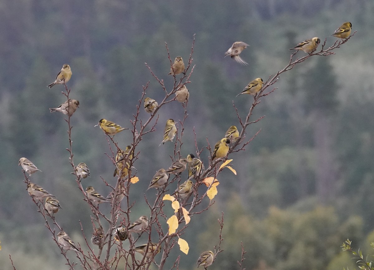 Black-chinned Siskin - ML635010230