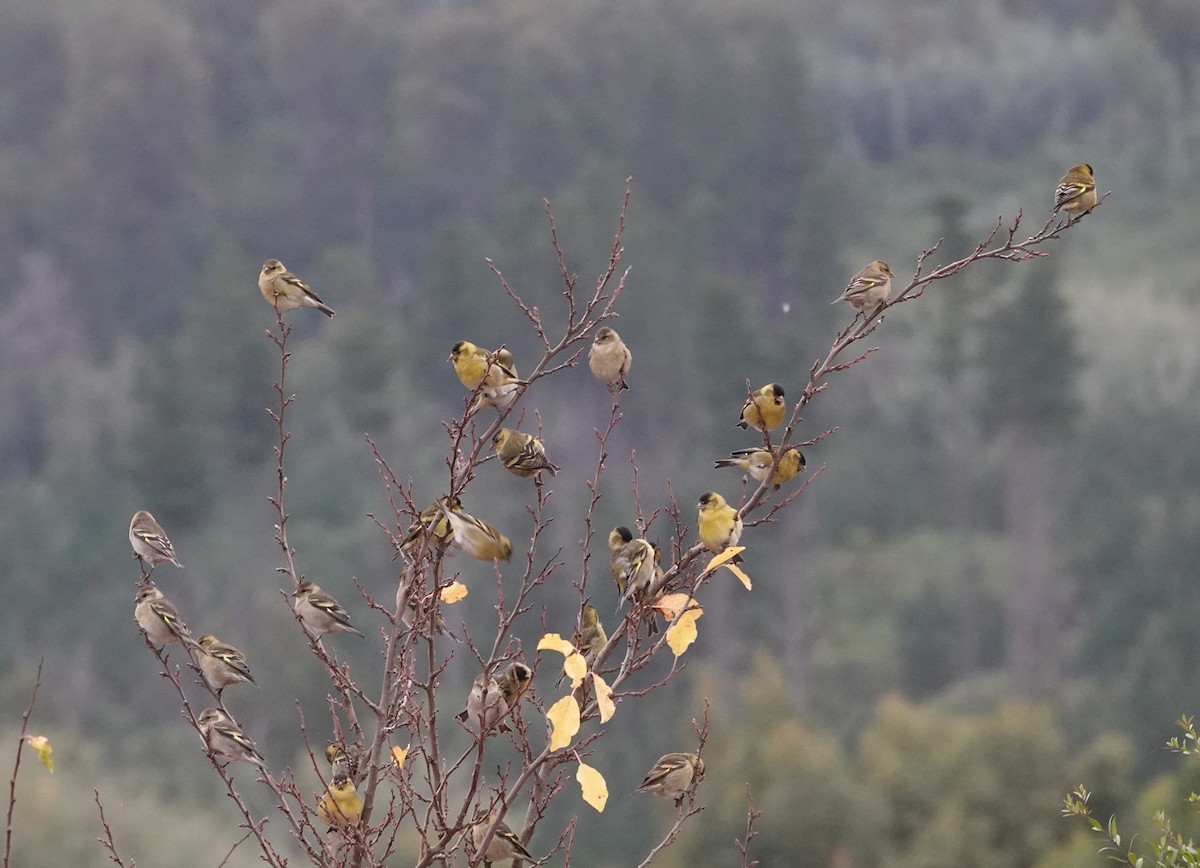 Black-chinned Siskin - ML635010231