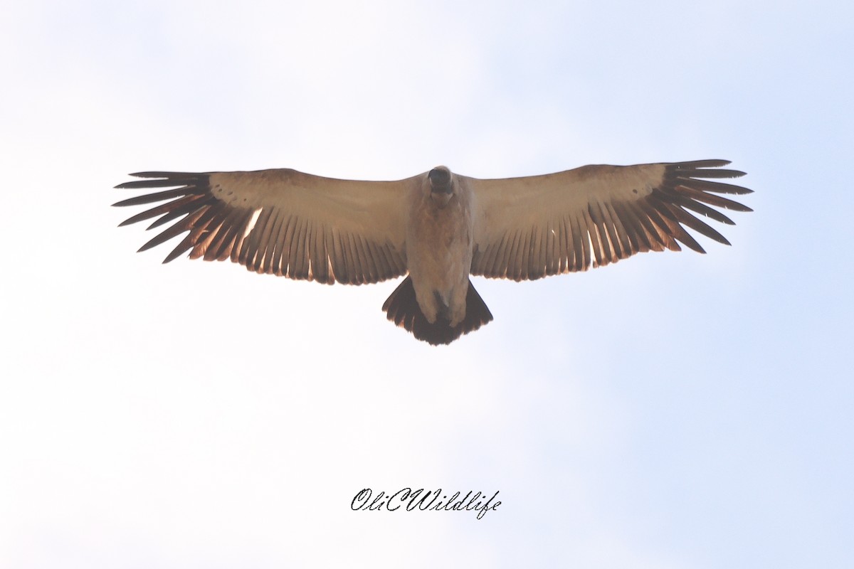 Cape Griffon - ML635010244