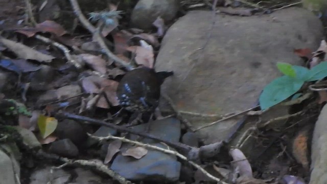 Sharp-tailed Streamcreeper - ML635010265