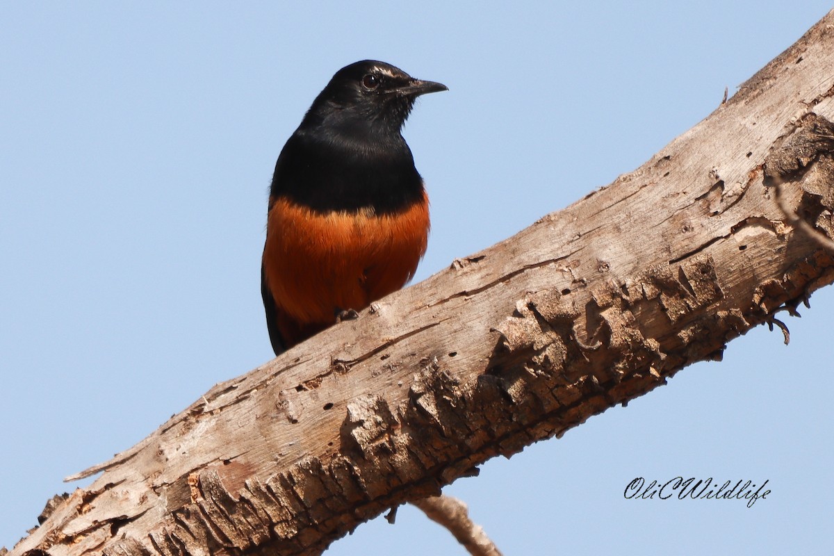 Mocking Cliff-Chat - ML635010266