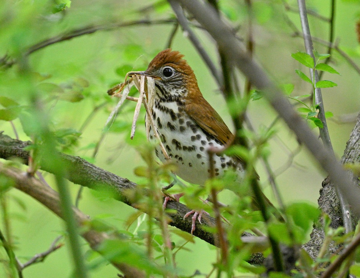 Wood Thrush - ML635010285