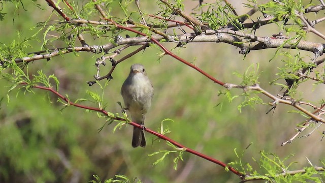 Піві-малюк sp. - ML635010388