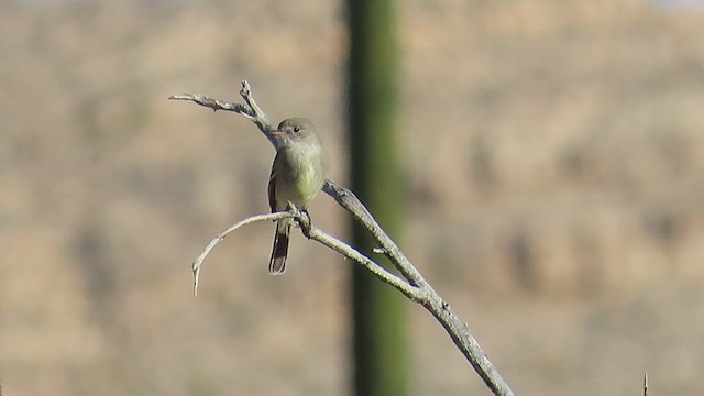 Піві-малюк sp. - ML635010391