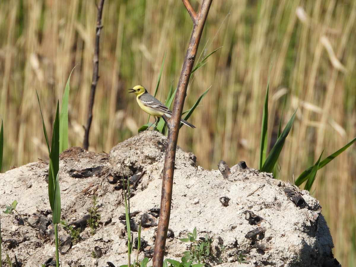 Citrine Wagtail - ML635010487