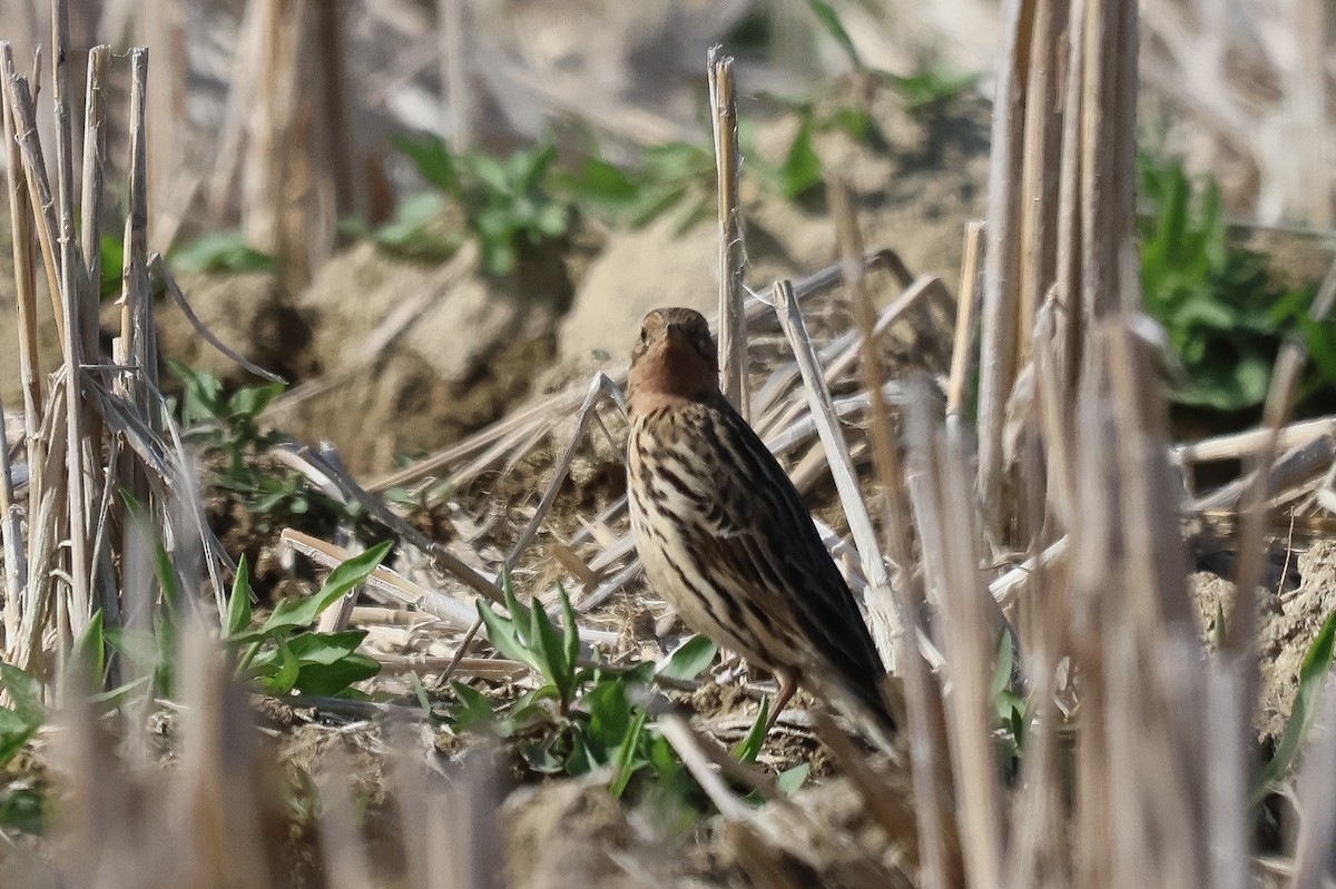 linduška rudokrká - ML635010634