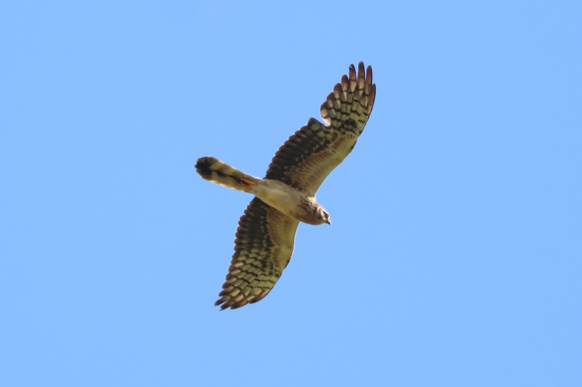 moták lužní - ML635010658