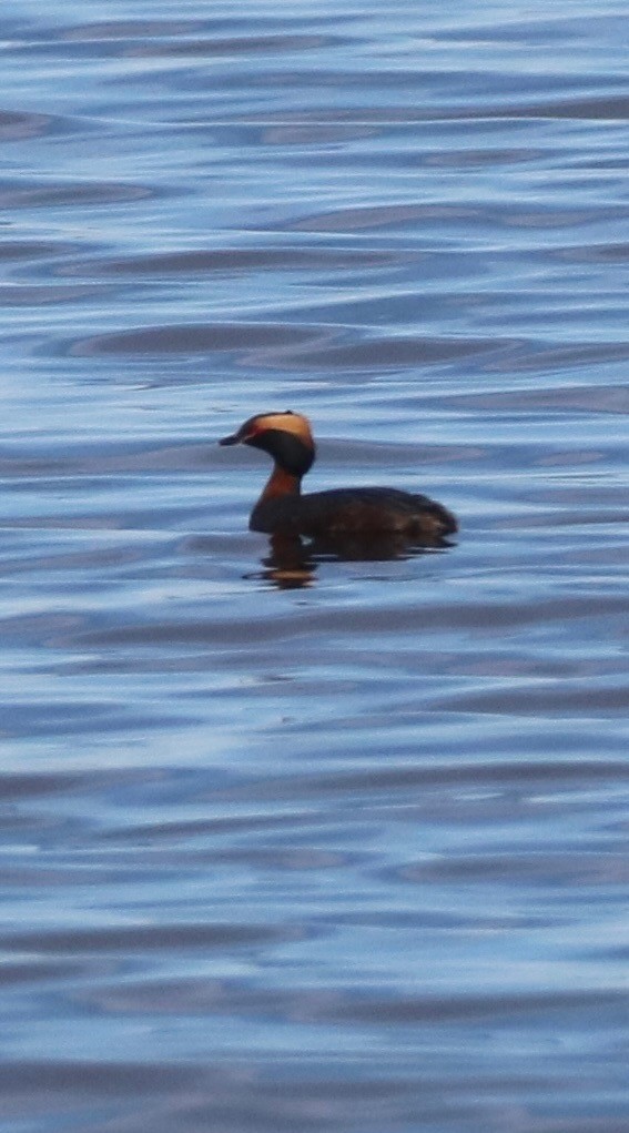 角鸊鷉 - ML635010675