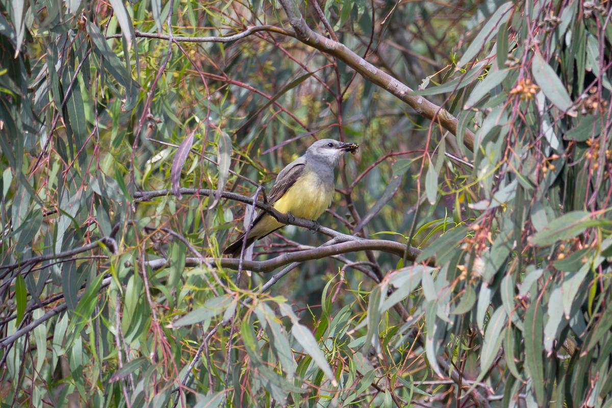 Western Kingbird - ML635010680