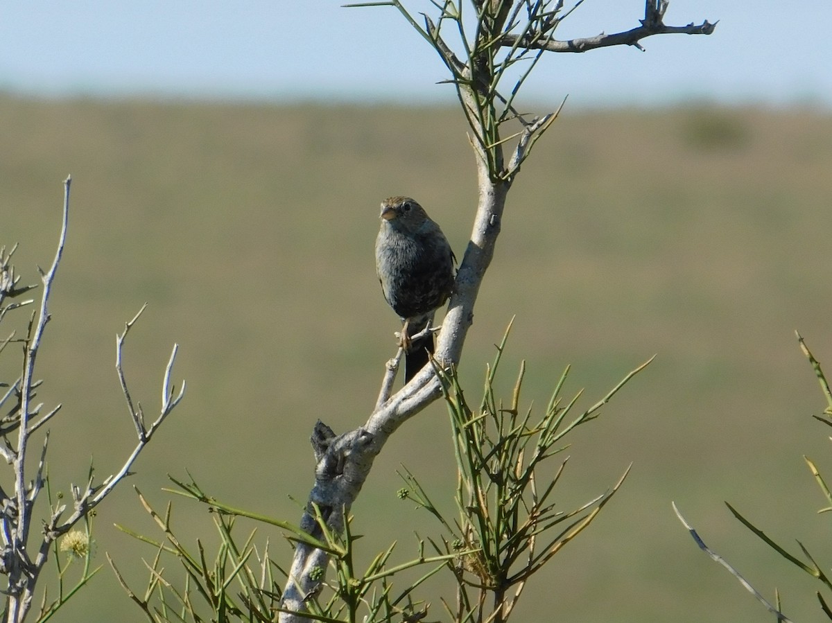 Carbonated Sierra Finch - ML635010713