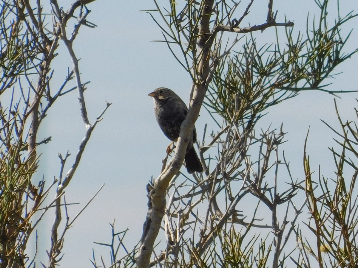 Carbonated Sierra Finch - ML635010714
