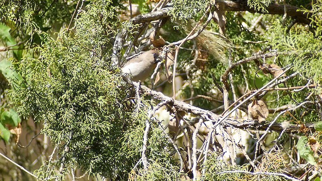 Somali Grosbeak - ML635010822