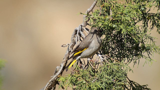 Somali Grosbeak - ML635010845