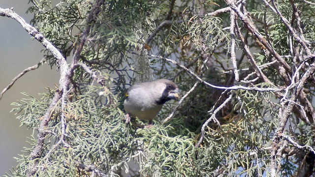 Somali Grosbeak - ML635010868