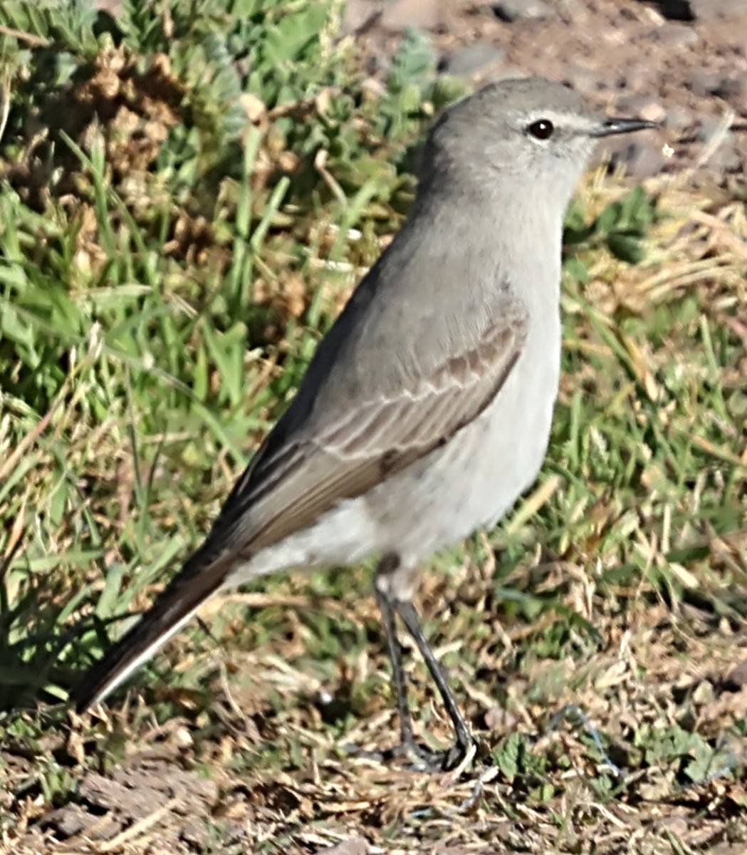 Cinereous Ground-Tyrant - ML635011036