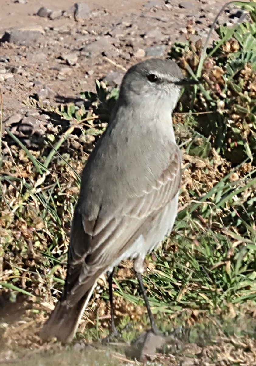 Cinereous Ground-Tyrant - ML635011037