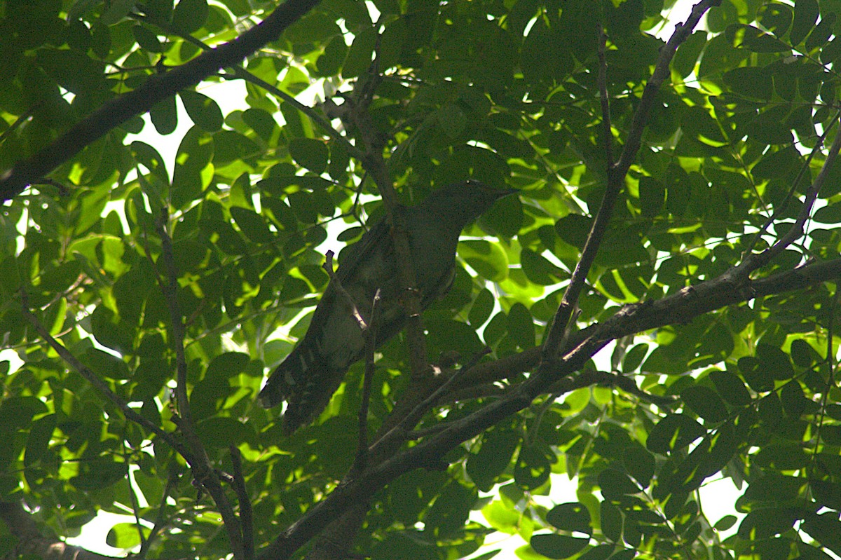 Gray-bellied Cuckoo - ML635011149
