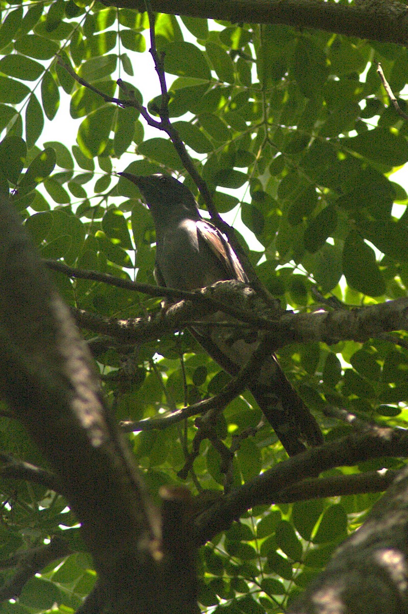 Gray-bellied Cuckoo - ML635011170