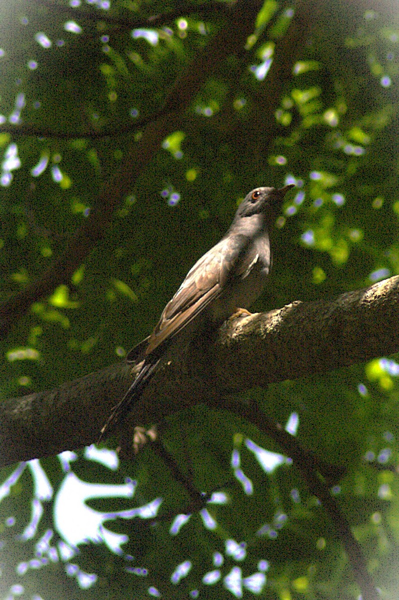 Gray-bellied Cuckoo - ML635011179