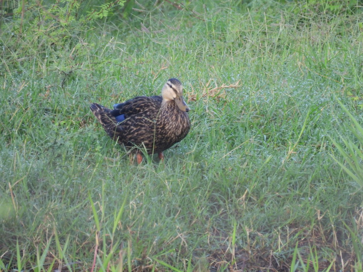 Floridaente - ML635011205