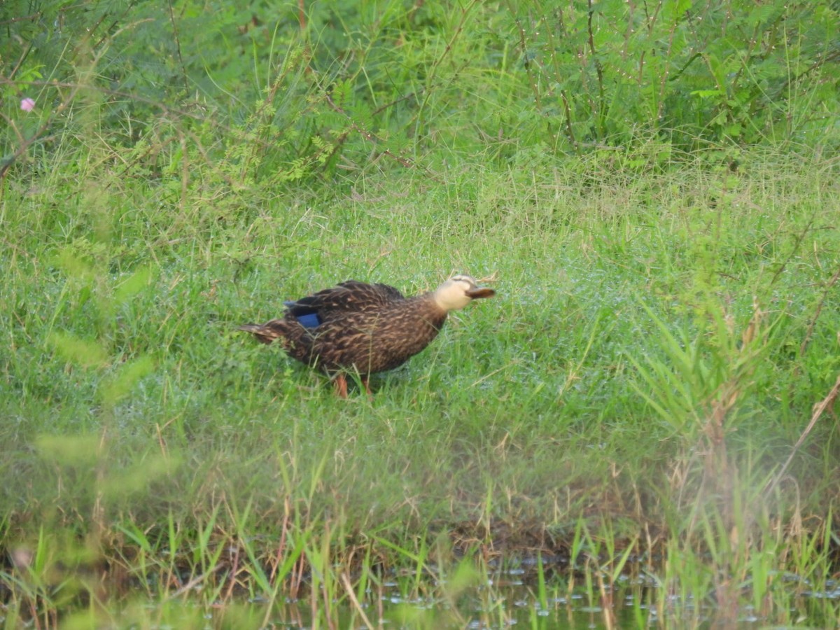 Floridaente - ML635011206