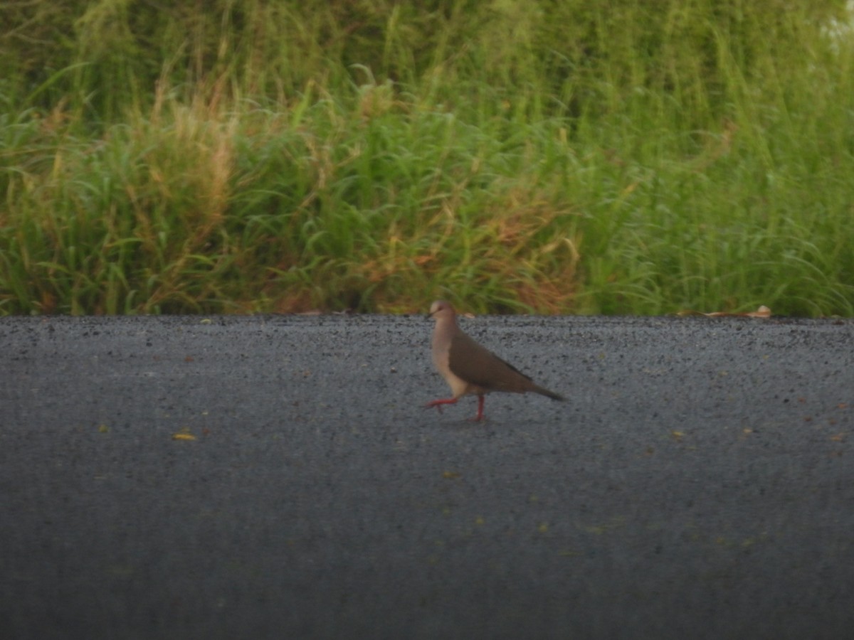 Blauringtaube - ML635011223