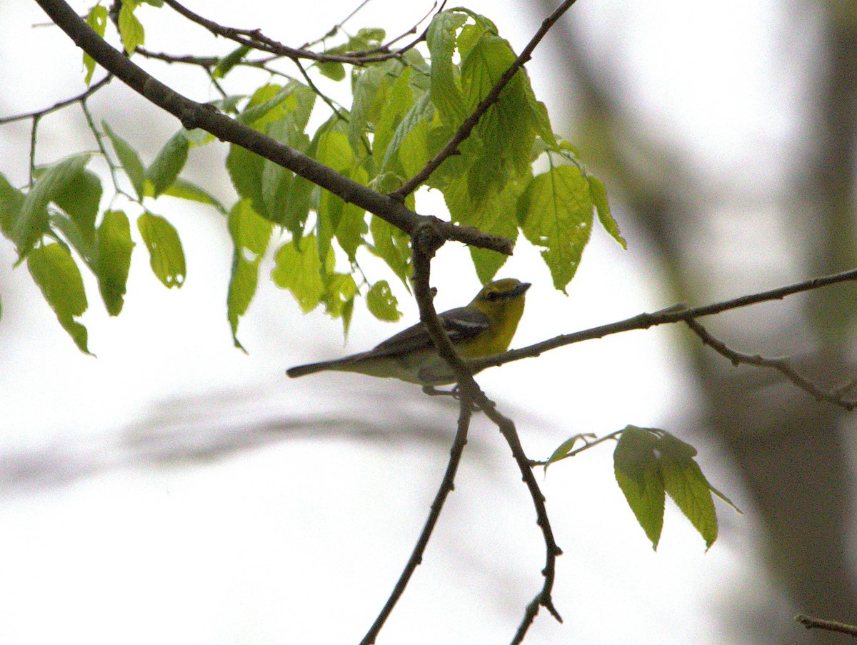 Yellow-throated Vireo - ML635011258