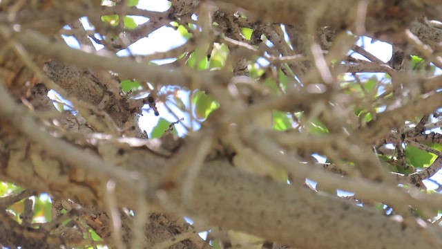 Cassin's Vireo - ML635011311