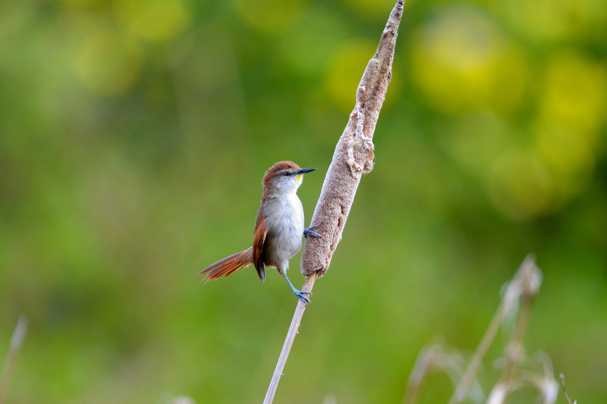 Yellow-chinned Spinetail - ML635011380
