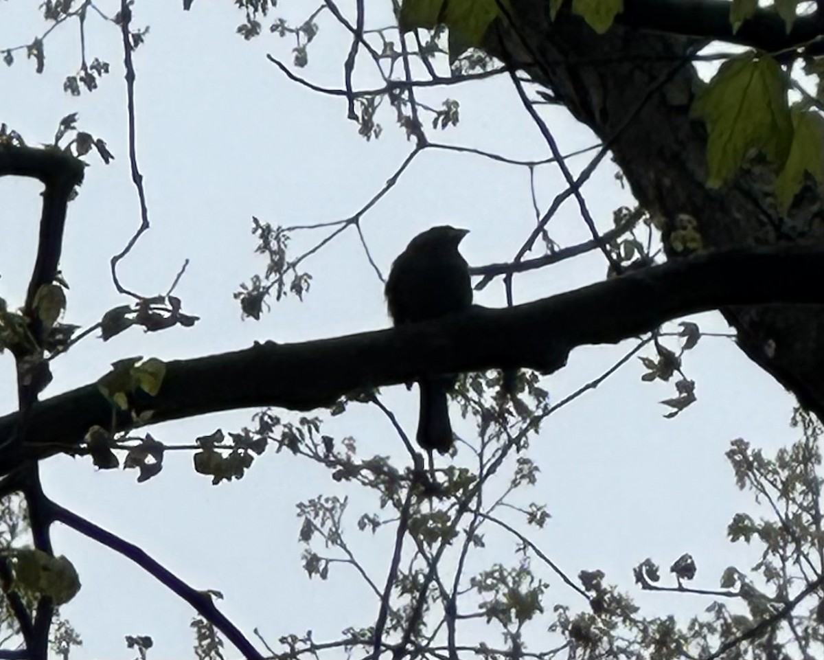 Blue Grosbeak - ML635011424