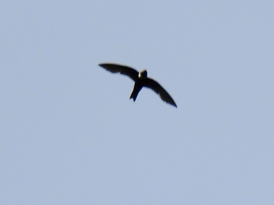 White-collared Swift - ML635011463