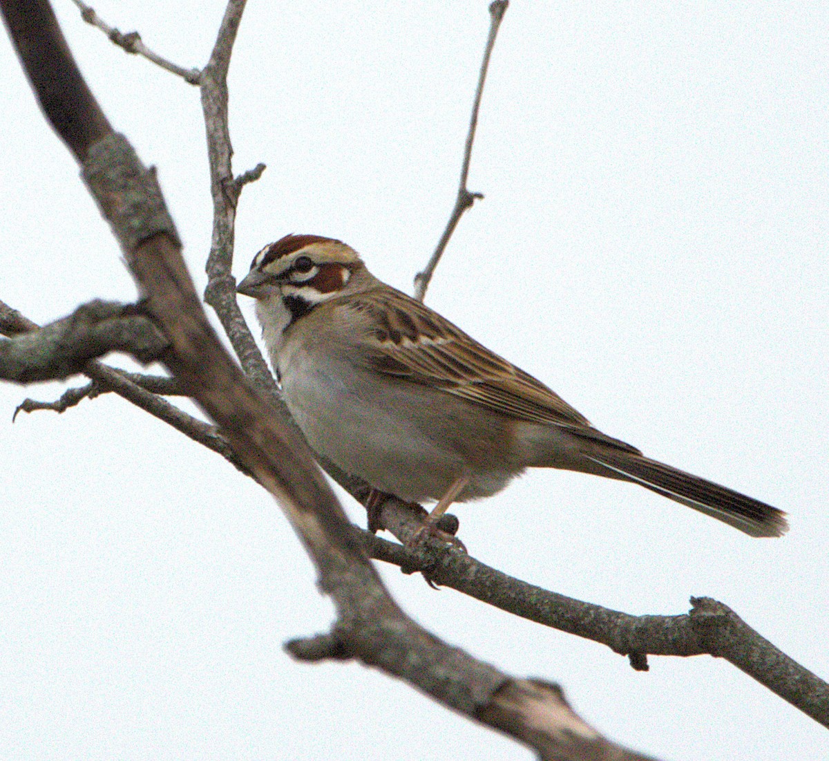 Lark Sparrow - ML635011631