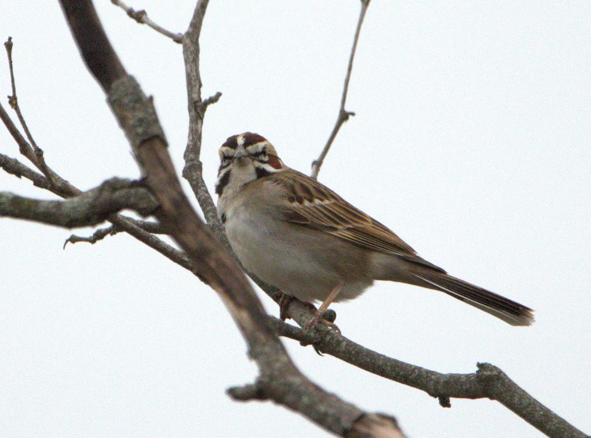 Lark Sparrow - ML635011632
