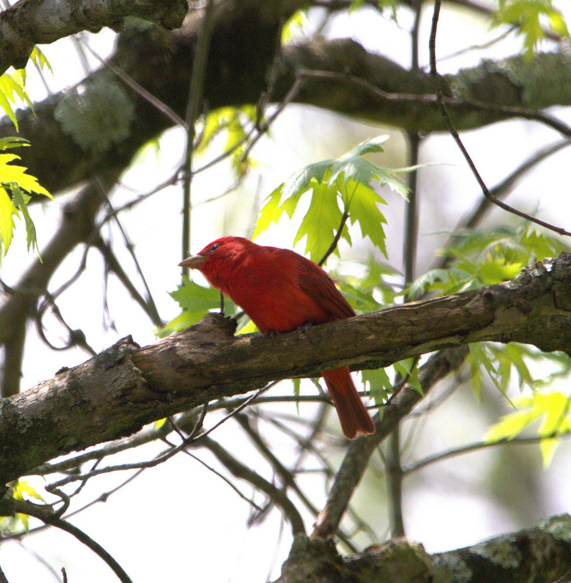 Summer Tanager - ML635011684
