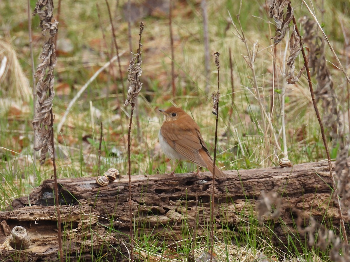 Veery - ML635011712