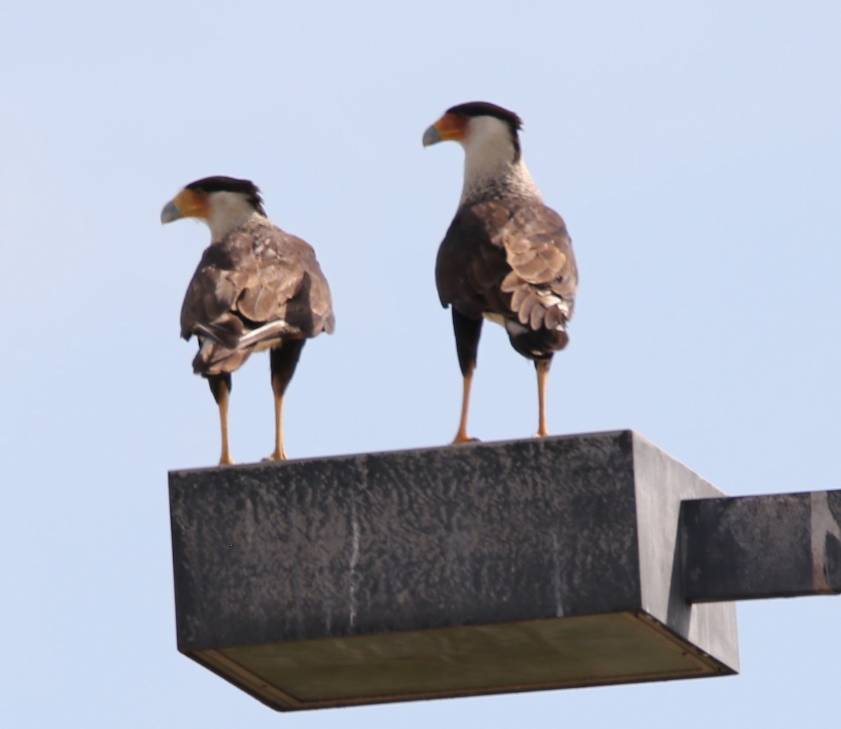 Crested Caracara - ML635011769