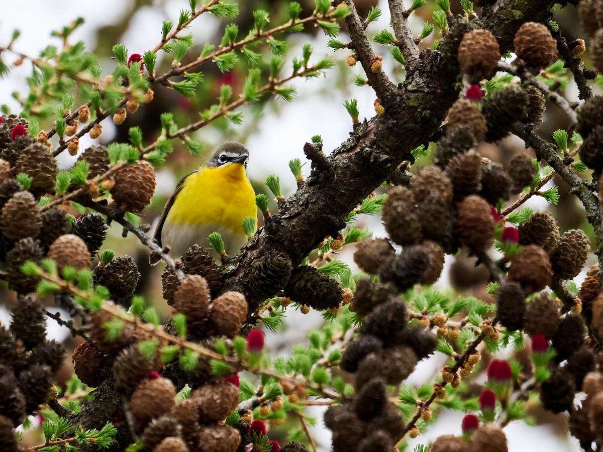 Yellow-breasted Chat - ML635011793