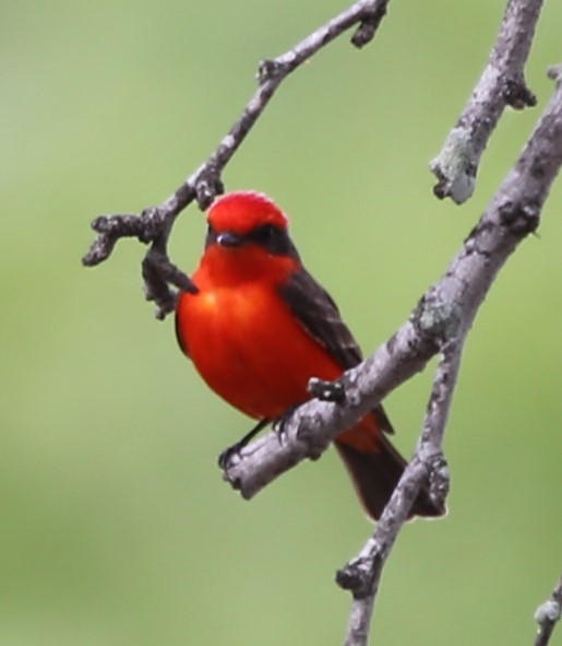 Vermilion Flycatcher - ML635011795