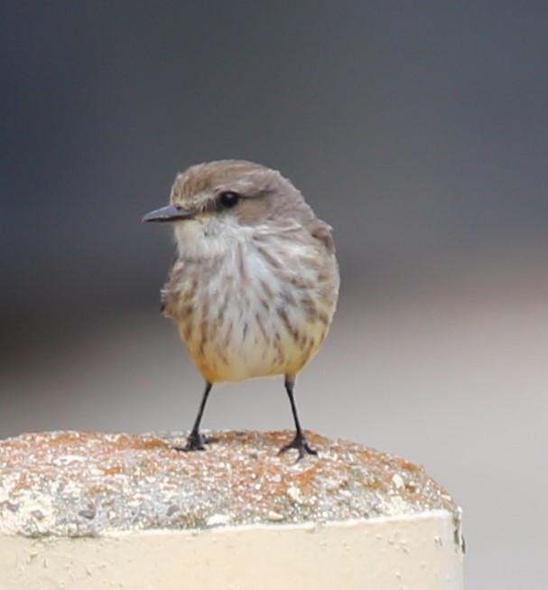 Vermilion Flycatcher - ML635011824