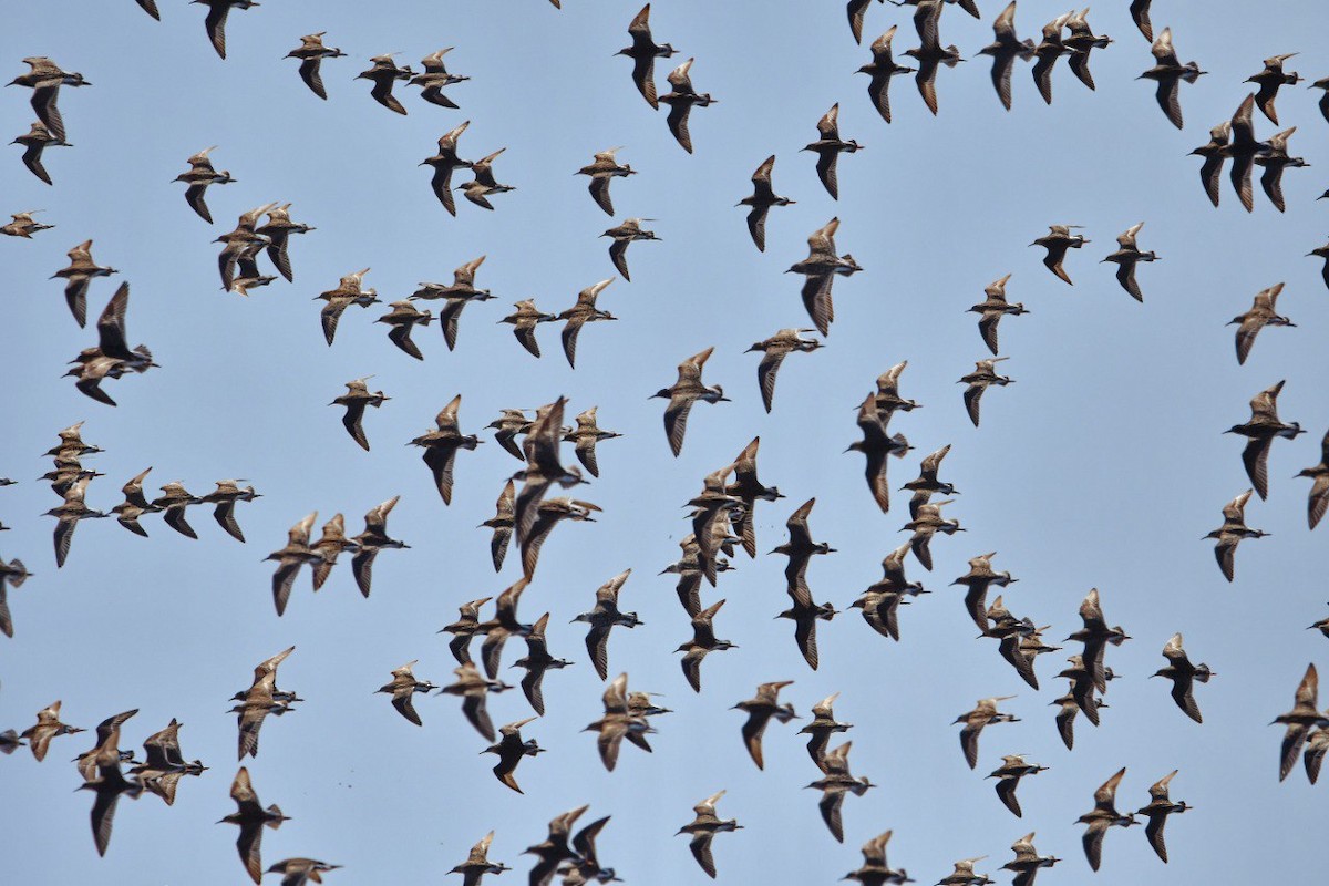 Wood Sandpiper - ML635011832