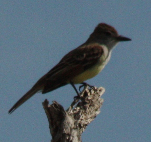 Brown-crested Flycatcher - ML635011922
