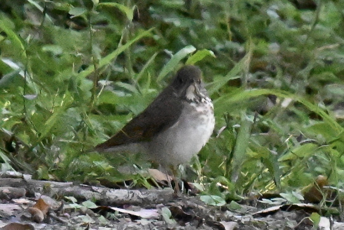 Swainson's Thrush - ML635011929