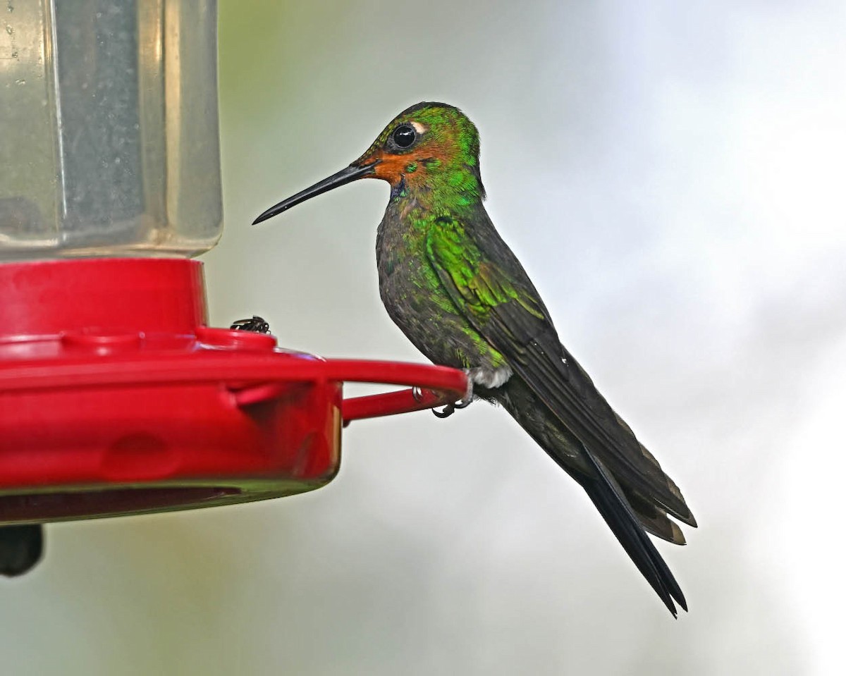Fawn-breasted Brilliant - ML635011951