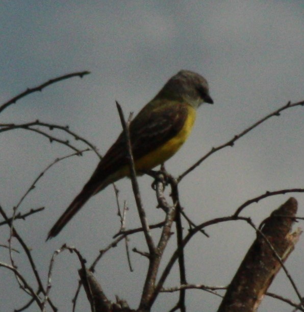 Couch's Kingbird - ML635011983