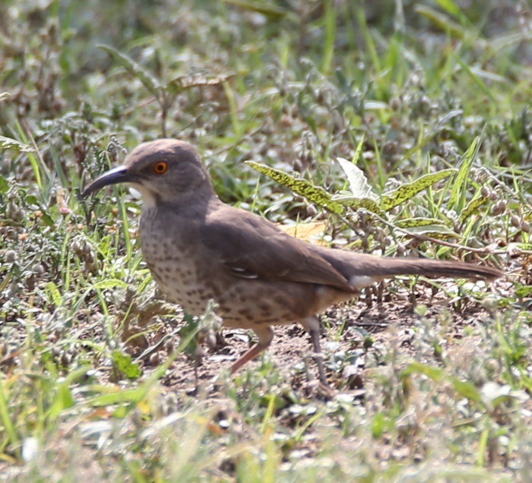 Curve-billed Thrasher - ML635012021
