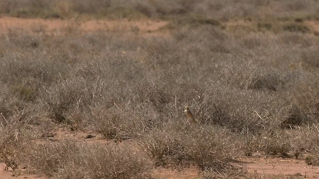 Lesser Hoopoe-Lark - ML635012027