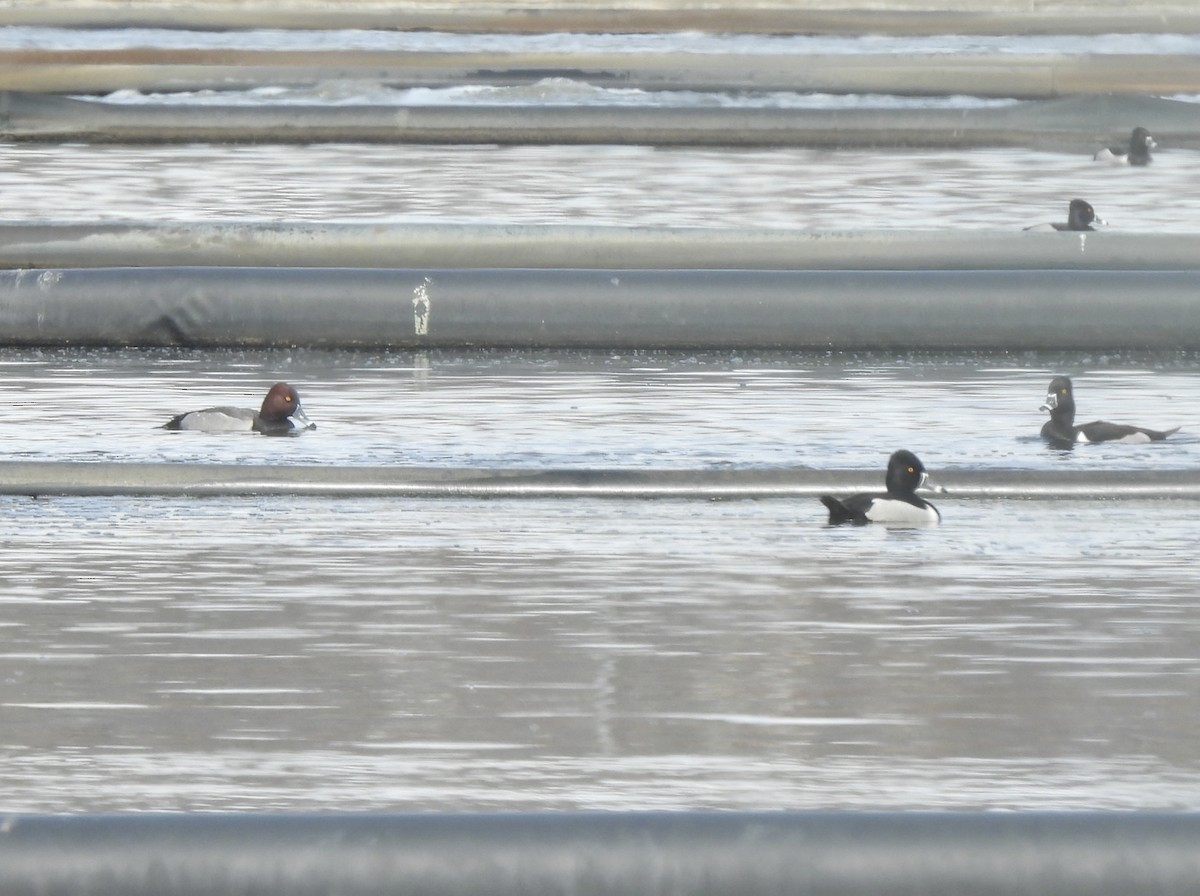 Redhead x Ring-necked Duck (hybrid) - ML635012034