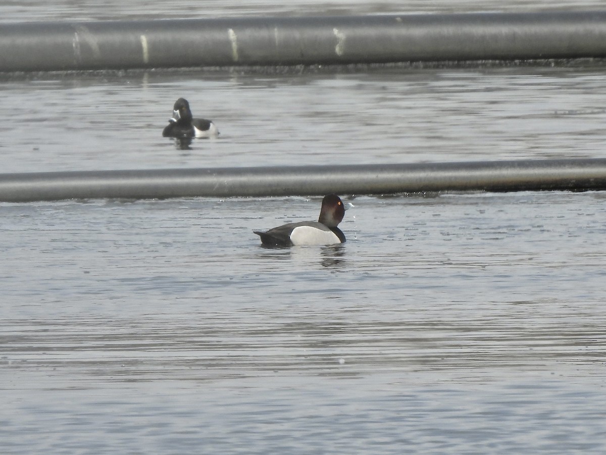 Redhead x Ring-necked Duck (hybrid) - ML635012036